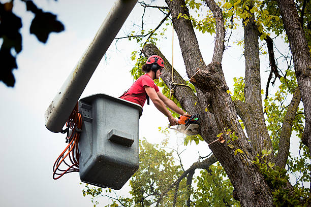 Best Storm Damage Tree Cleanup  in Patrick Af, FL