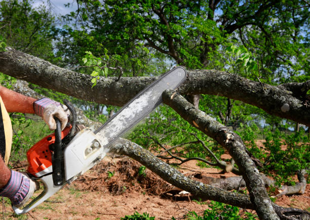 Best Arborist Consultation Services  in Patrick Af, FL